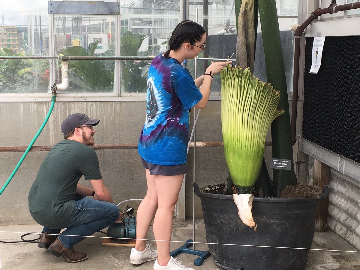 KState's tweet image. The corpse flower is starting to open! Greenhouse will be open until midnight tonight and open again at 6:30 a.m. tomorrow morning.