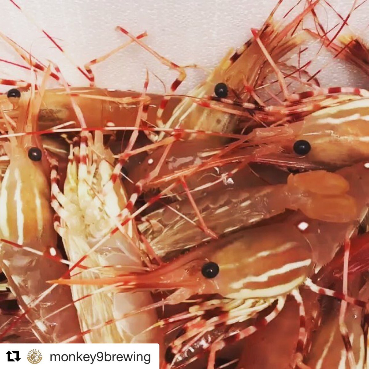 Wild & Live Seafoods tweet media