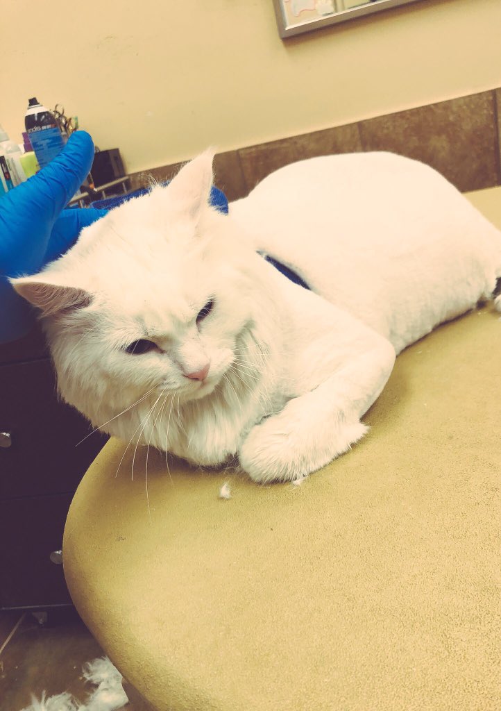 petsmart2480 tweet media