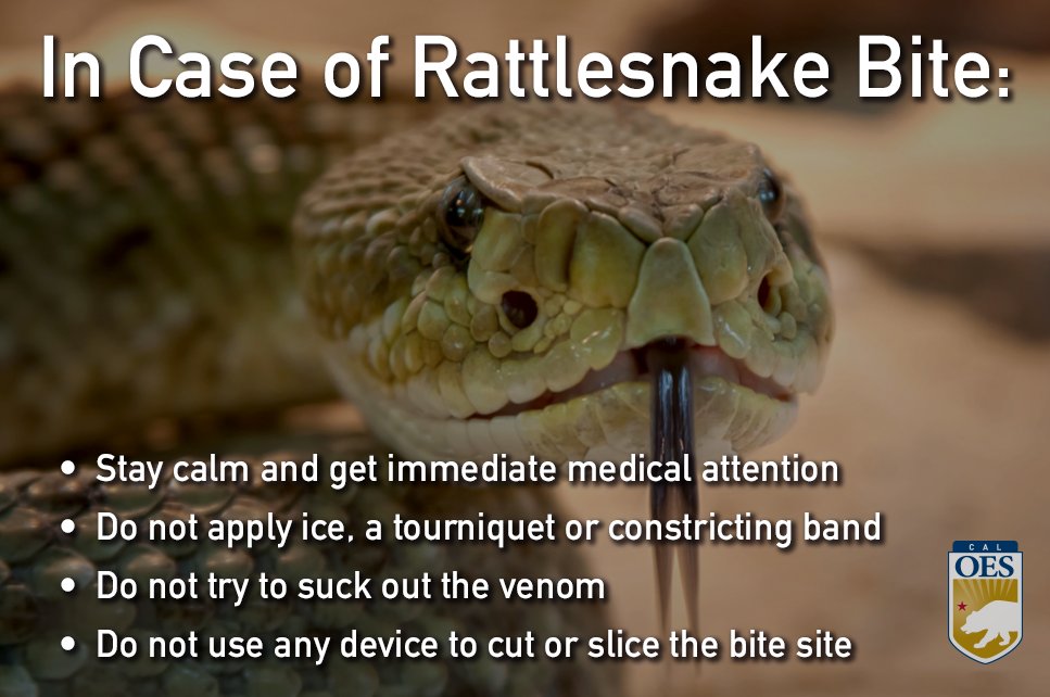 Do you know what to do in case you get a rattlesnake bite? Here are some tips to avoid getting a snake bite: oesnews.com/snakes-slither…