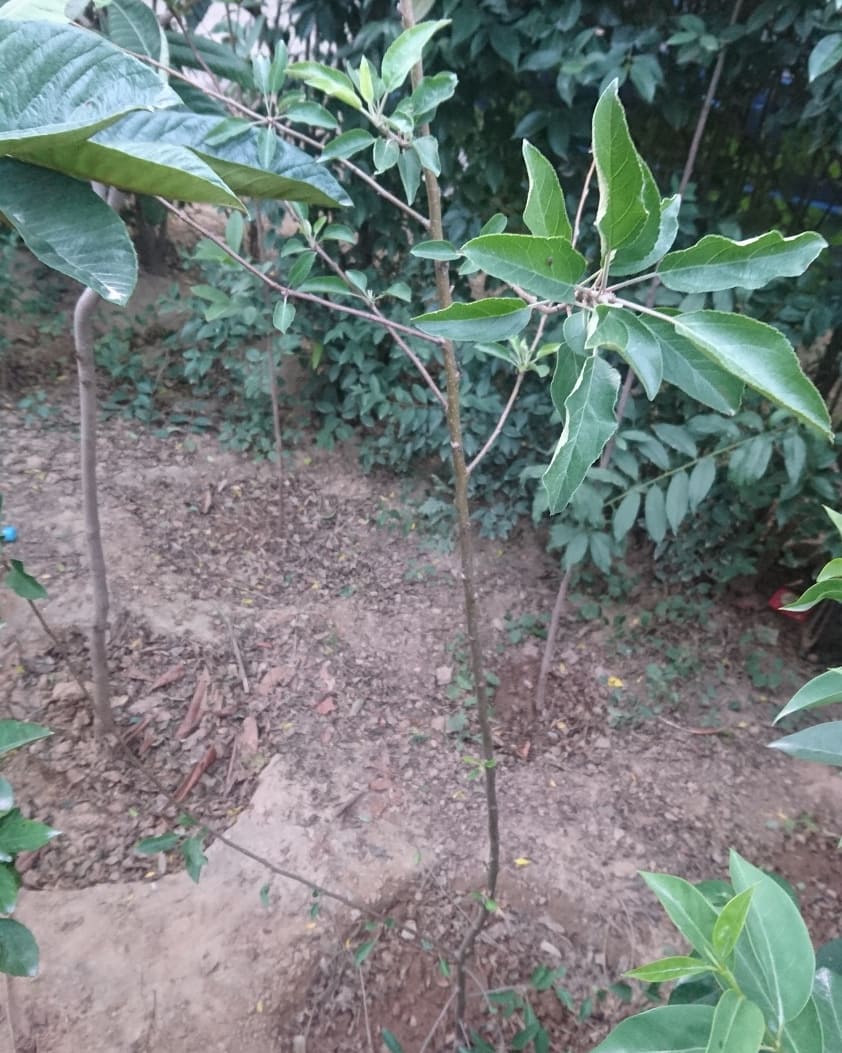 planterforce's tweet photo. Planted a fruit tree in the small fruit forest project
1x Apple
Learn the spirit of sharing happiness
And lets find out what each of us can contribute towards a better Pakistan
#pakistan #sustainableliving #forestplantation #treeplantationpakistan #youthofpakistan #planterforce https://t.co/rt0YPhC3Dz