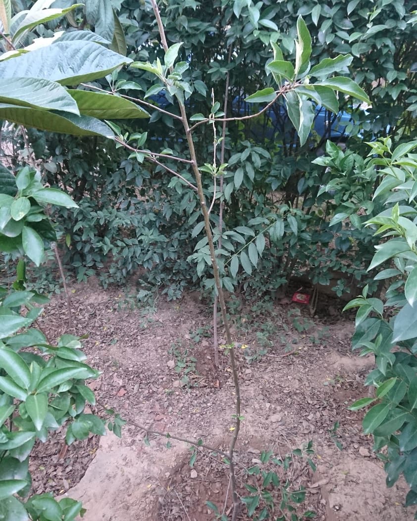 planterforce's tweet photo. Planted a fruit tree in the small fruit forest project
1x Apple
Learn the spirit of sharing happiness
And lets find out what each of us can contribute towards a better Pakistan
#pakistan #sustainableliving #forestplantation #treeplantationpakistan #youthofpakistan #planterforce https://t.co/rt0YPhC3Dz
