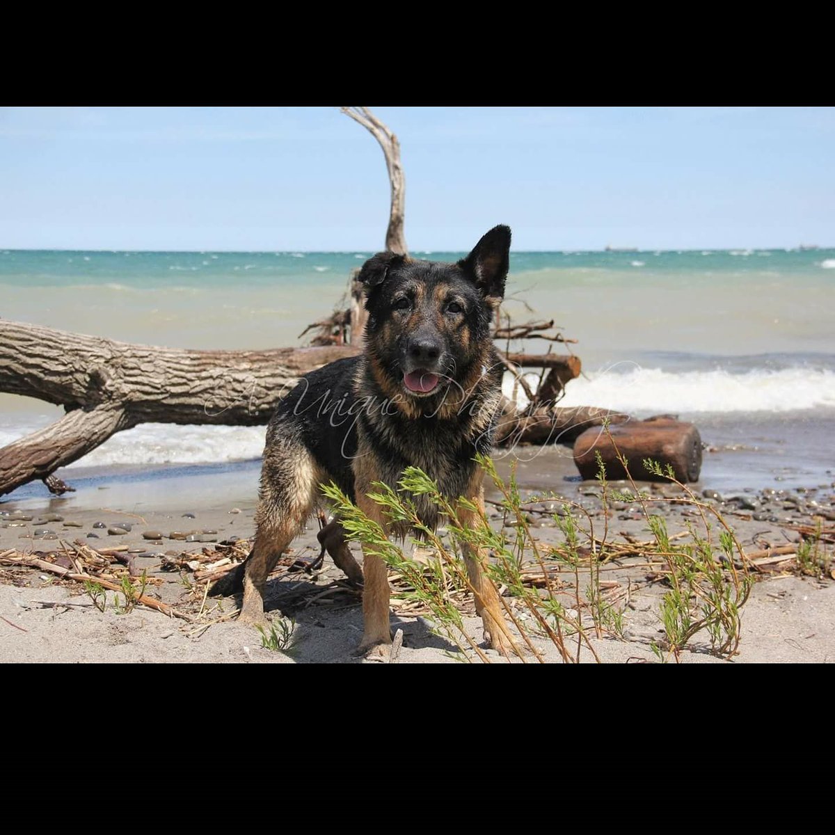 Bruce❤💜 #auniquephotography #dailydogphoto #beachbums #hesperfect #getyourdoggophotosdonehere #dogs #k9 #germanshepherd #gsd #ilovemygermanshepherd #dogsoftwitter