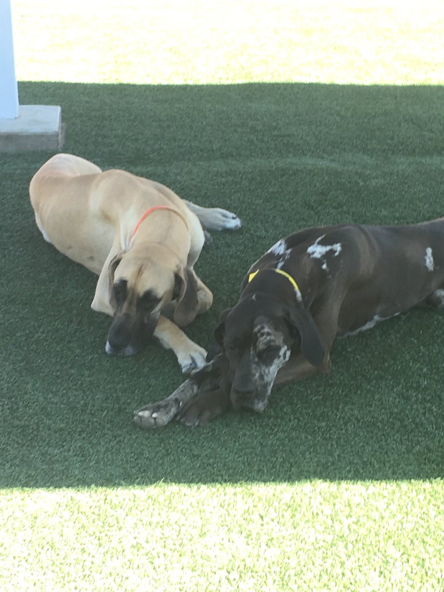 PPRRioRancho's tweet photo. Flashback Friday to when Phoenix and Paisley used to spend the days at camp together!! 💕🐕 A couple of years back Paisley moved to another on of our Pet Paradise locations and we just wanted to say all of us here (especially Phoenix) miss her! ❤️ #flashbackfriday https://t.co/4HR8QEz6IB