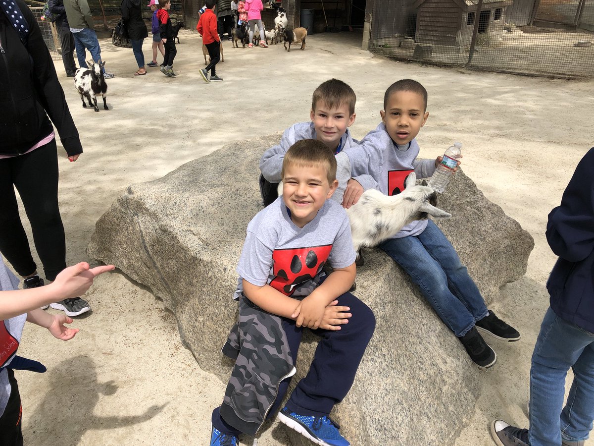MrsCallahanDT's tweet photo. I think it’s safe to say that the petting zoo was one of our favorite spots today!! #DTDaily @SouthwicksZoo https://t.co/LJEcXlAtcd