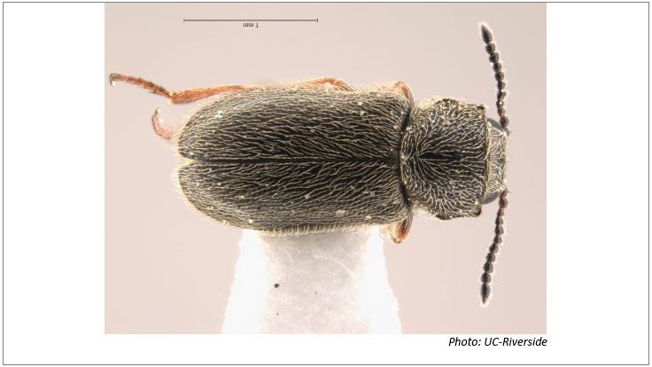 PCTMagazine's tweet image. UC-Riverside scientist rediscovers insect lost for 105 years: ow.ly/UBuL30k4ffi
