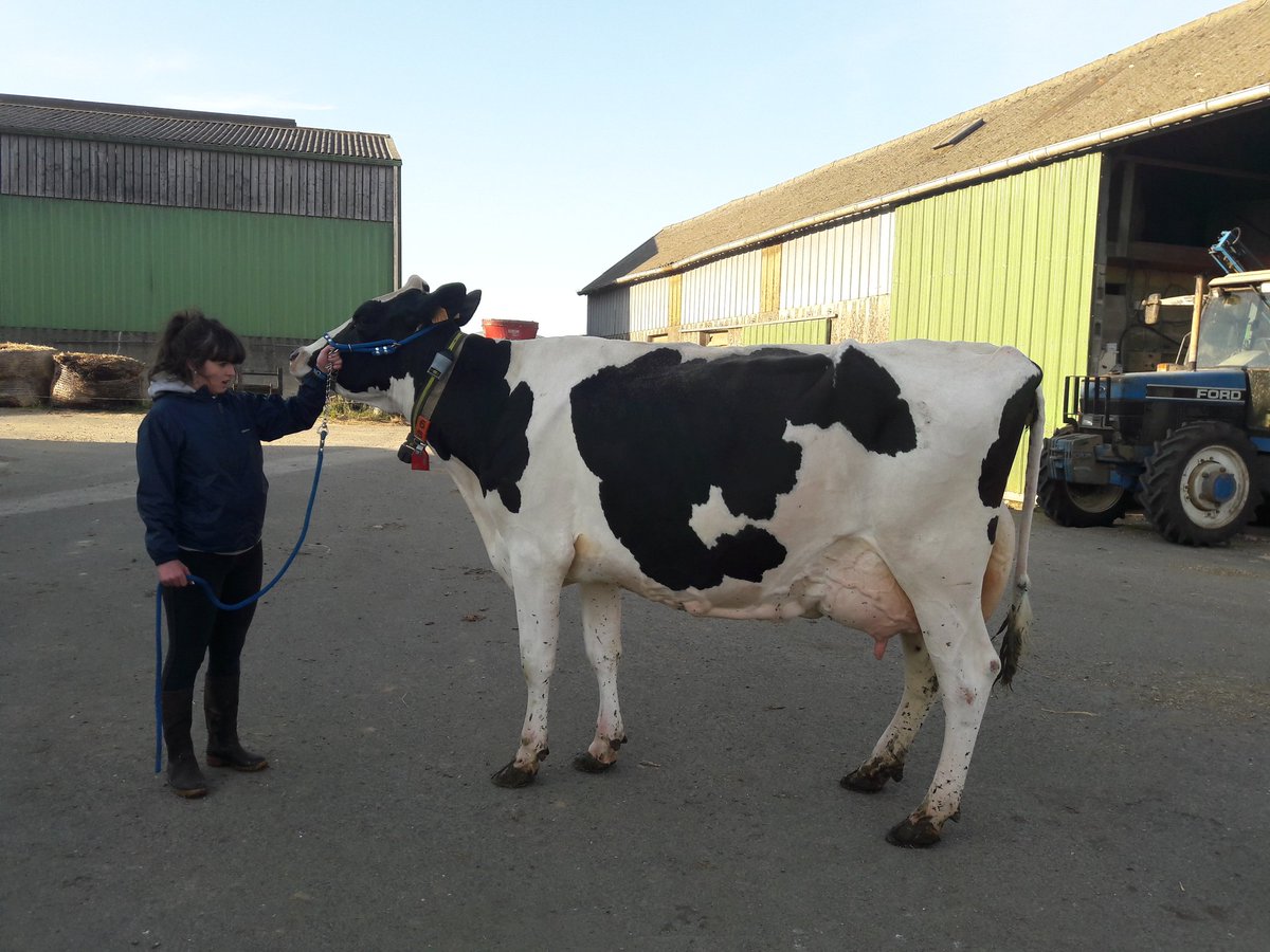 paullefur11's tweet photo. Ce soir ce sont les derniers preparatifs pour le #forumdeploudaniel . Venez nombreux! Soleil en vue le 19 et le 20 mai. Ensuite concours de la Pentecôte a Landivisiau: 21 mai !! Il y aura aussi des 🐎 avec demonstrations de conduite!👍👏 https://t.co/z2q3YjqmSx