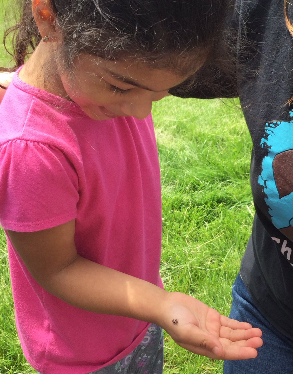 MsKateRouse7's tweet photo. We released our adult ladybugs into the garden...and found some of Ms. Cindy's newly hatched praying mantis as well! @CCSD93ECC @CCSD93 https://t.co/Ul2c5GRWPa