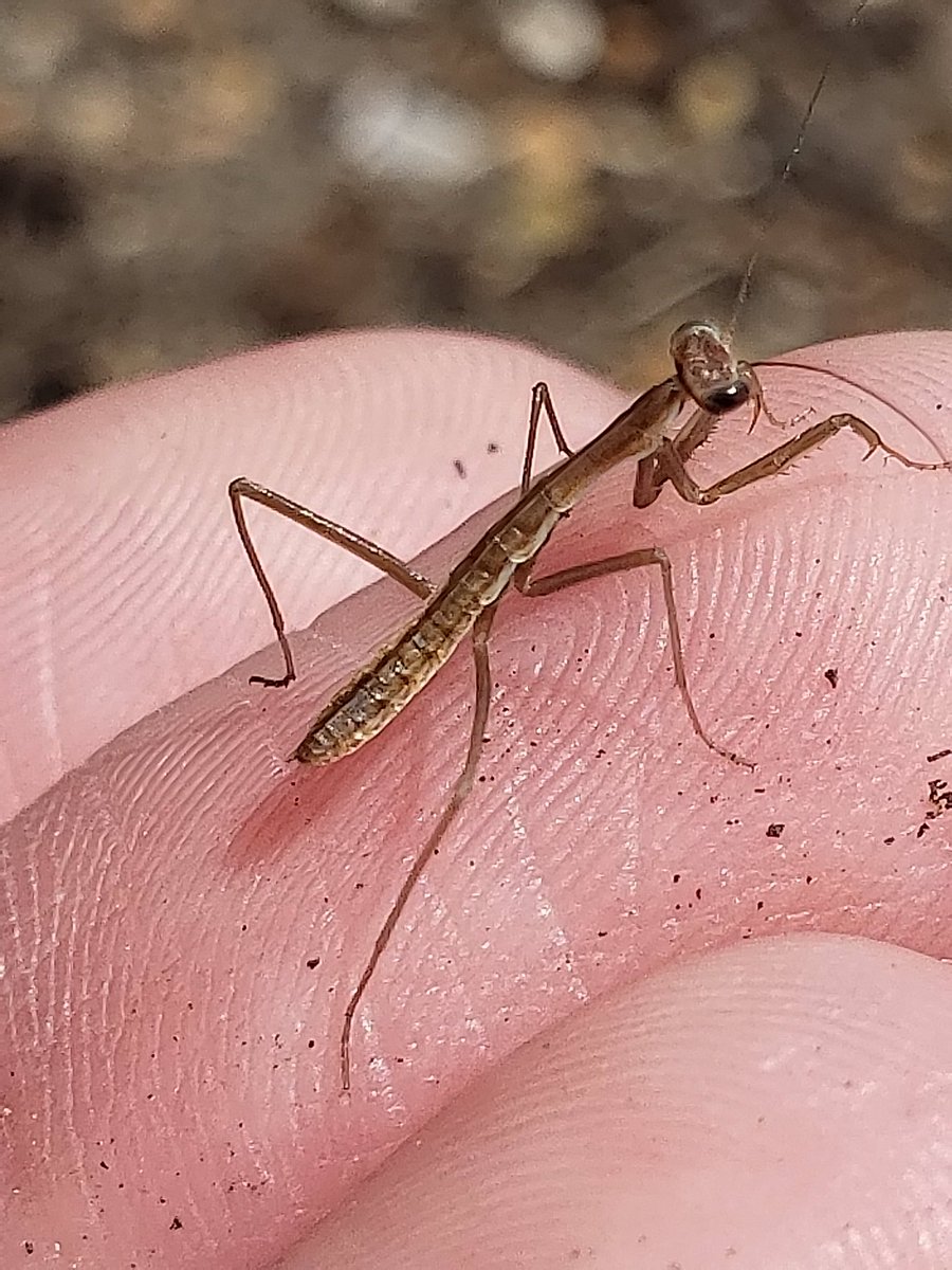 MsKateRouse7's tweet photo. We released our adult ladybugs into the garden...and found some of Ms. Cindy's newly hatched praying mantis as well! @CCSD93ECC @CCSD93 https://t.co/Ul2c5GRWPa