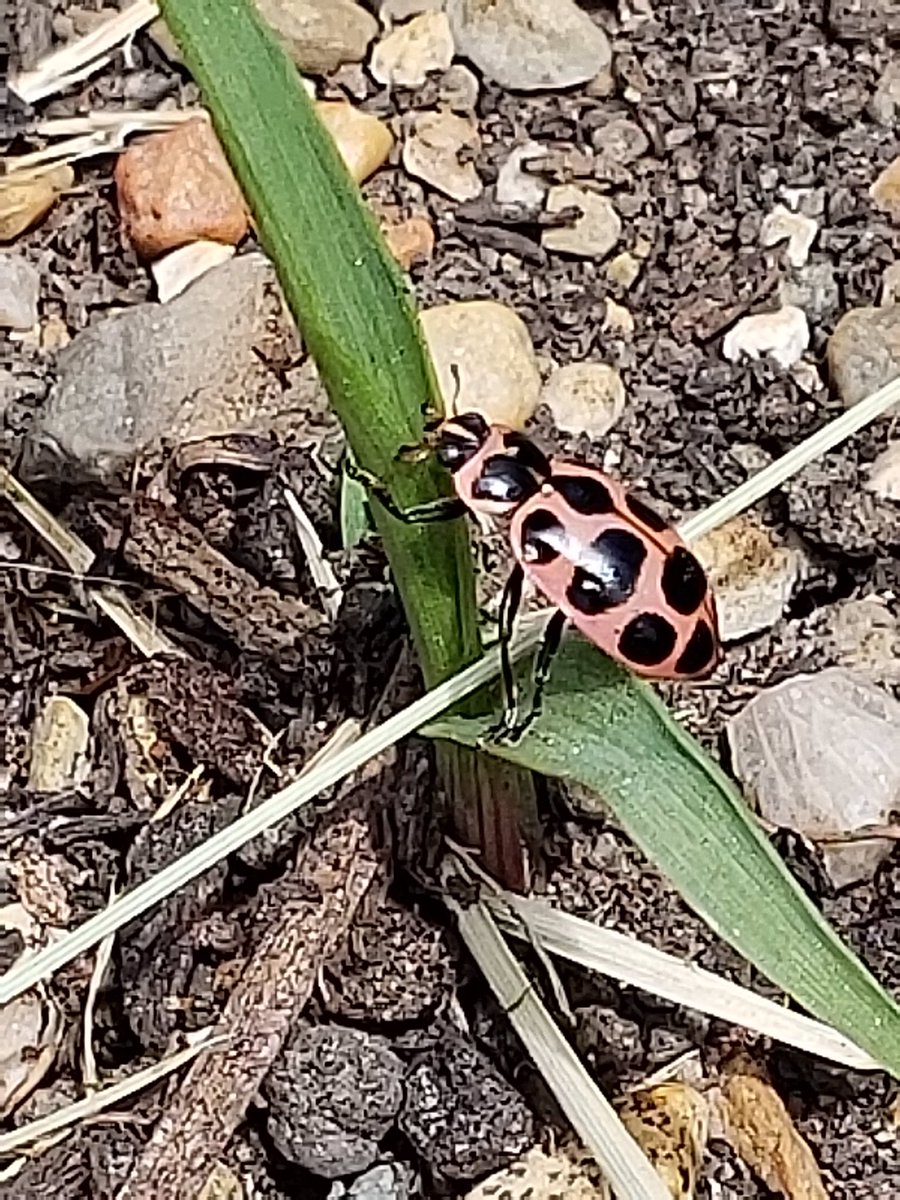 MsKateRouse7's tweet photo. We released our adult ladybugs into the garden...and found some of Ms. Cindy's newly hatched praying mantis as well! @CCSD93ECC @CCSD93 https://t.co/Ul2c5GRWPa
