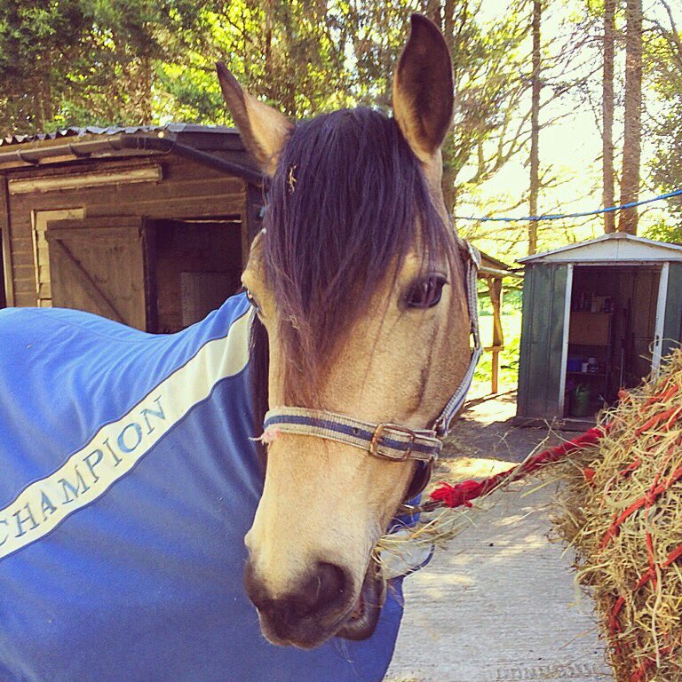 AEequestrian's tweet image. 48 hours out from Honey's first competition! Our goal for Sunday is just to have brakes, steering &amp;amp; a fun day out! #TackRoomFriday