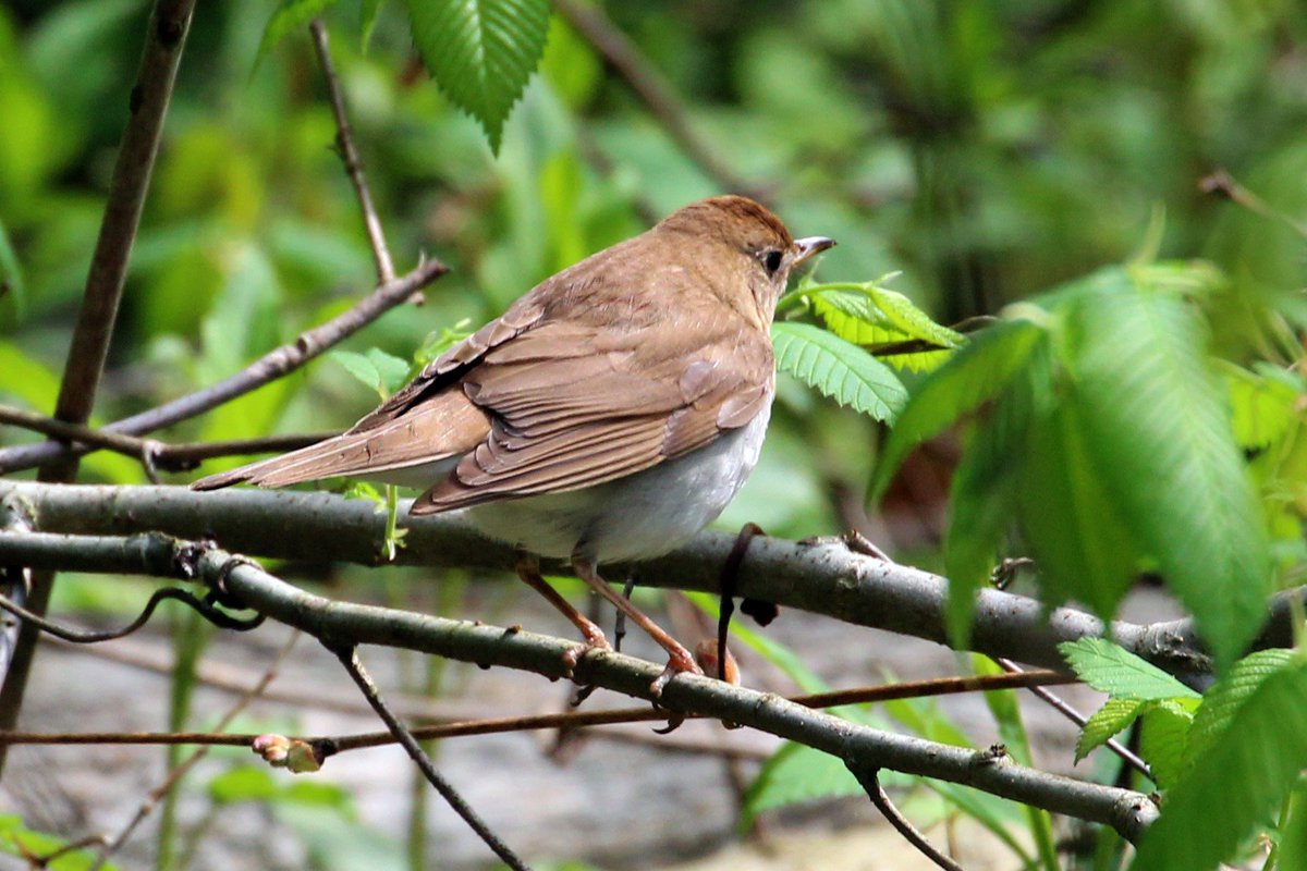 wcaudubon's tweet photo. NEWS-Second Saturday Bird Walk June 9, 2018 at Rocky River Nature Center @CleveMetroparks #AcadianFlycatcher #CedarWaxwing #Veeries #BarredOwl #PileatedWoodpeckers https://t.co/PSOsmRJz3I https://t.co/L33D3SKgk4