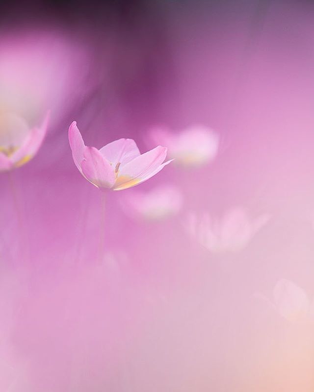 lowcarbvistas's tweet photo. Lilac wonder tulips⠀
⠀
~ dwarf late flowering tulips in flower just now in the garden.⠀
⠀
#floralphotography ⠀
#flowerPhotographs #RosieNixon #Scottishartist #scotland ⠀
⠀
#florals #flowers #flowerstagram #flowersofinstagram #macro_moves #flowerp… https://t.co/fj630QEidB https://t.co/4iESZUVRiv