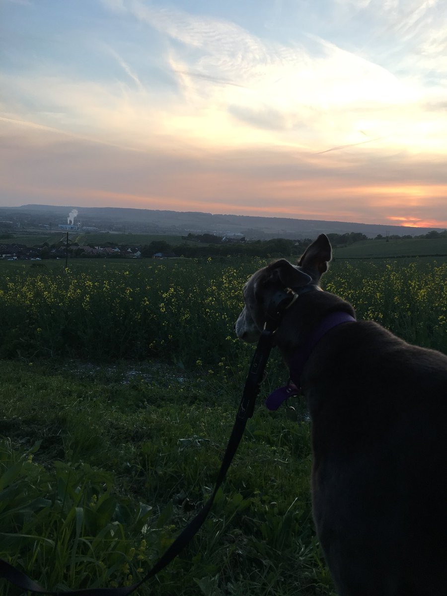 BrennTheDog's tweet photo. Admiring the sunset like every dog should 🌅 #DogsOfTwitter https://t.co/dMfx5Q2FhG