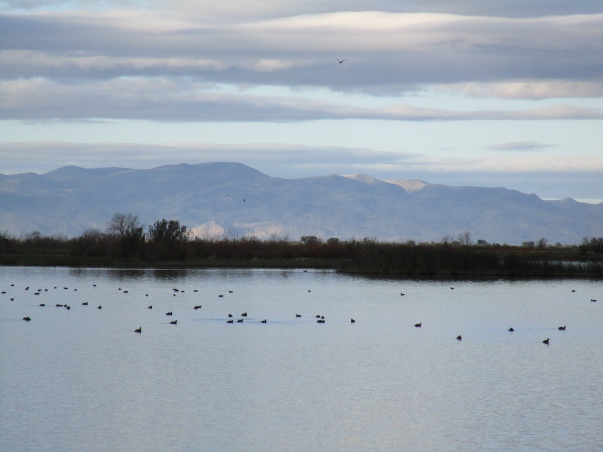 usbr's tweet photo. The #SpringWings Festival was held at @StillwaterNWR in #Nevada ~ Reclamation’s Newlands Project provides irrigation water for about 57,000 acres of cropland in the Lahontan Valley which includes the wildlife refuge. #birds #birding #Water https://t.co/br2Ogg2p2V