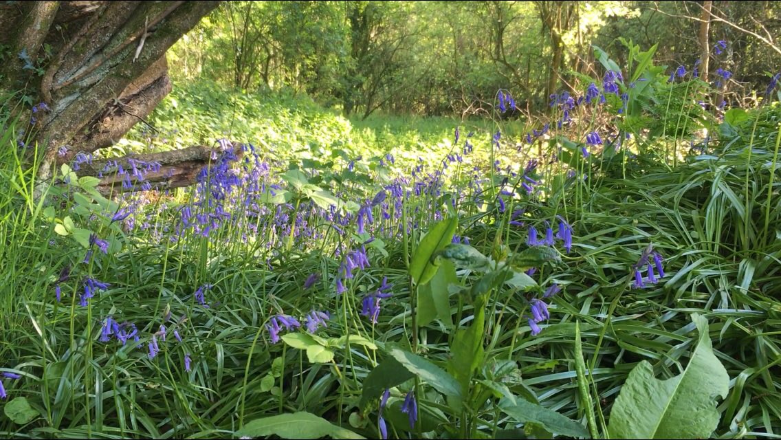 Fabulous bluebells in our woods right now...