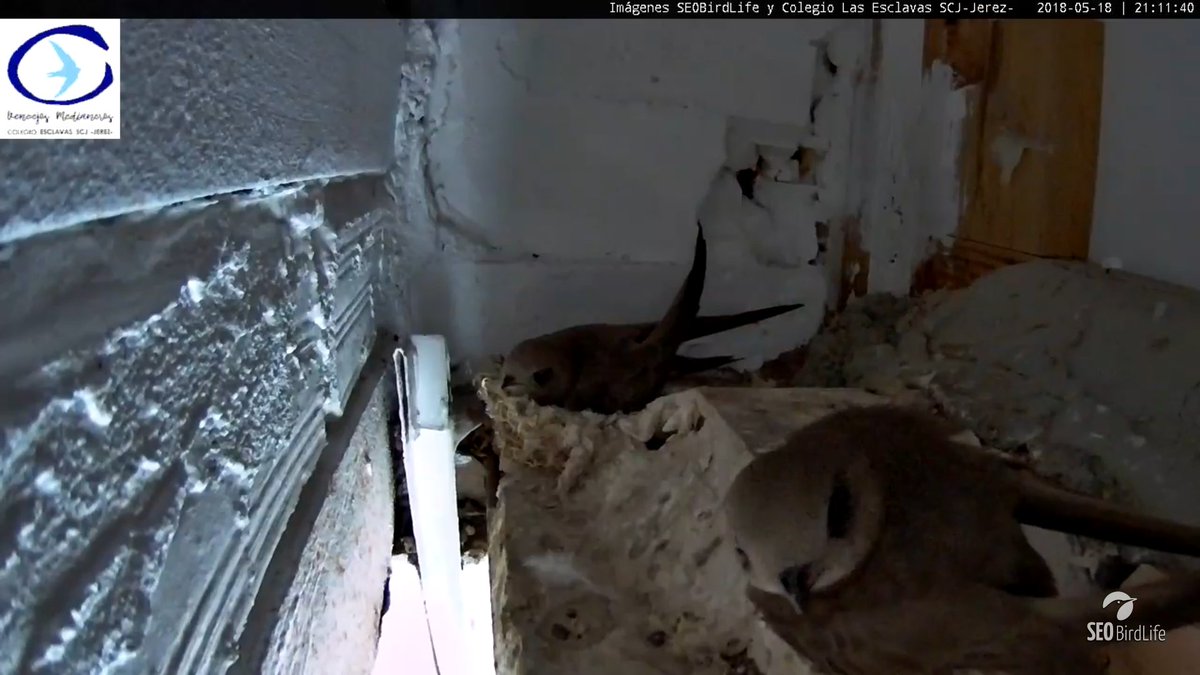 AriesAbril11's tweet photo. #webcamciconia #webcamMadrigal #webacamvencejo #webcamcernicalo Un repaso nocturno por los nidos , los peques están 😴😴😴😴😴 los pequeños vencejos están muy despiertos y el de los Cernícalos pues vacío !! 😒 https://t.co/hFC0GGEJ5c