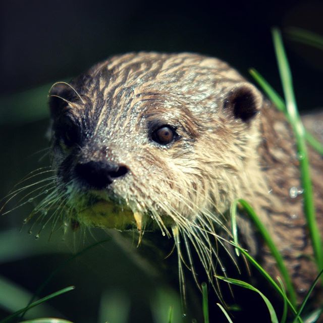 ArtistAnde's tweet photo. Otter closeup portrait 🐾

#wildlifephotography #otter #otters #ottersofinstagram #wildlife #wildlifephoto #wildlifeaddicts #wildlifeportrait #photooftheday #animal #animalportrait #cuteanimal #cuteanimals #cute #nikon #nikonphotography https://t.co/XSyENt4PbM https://t.co/ko96kIxG1E
