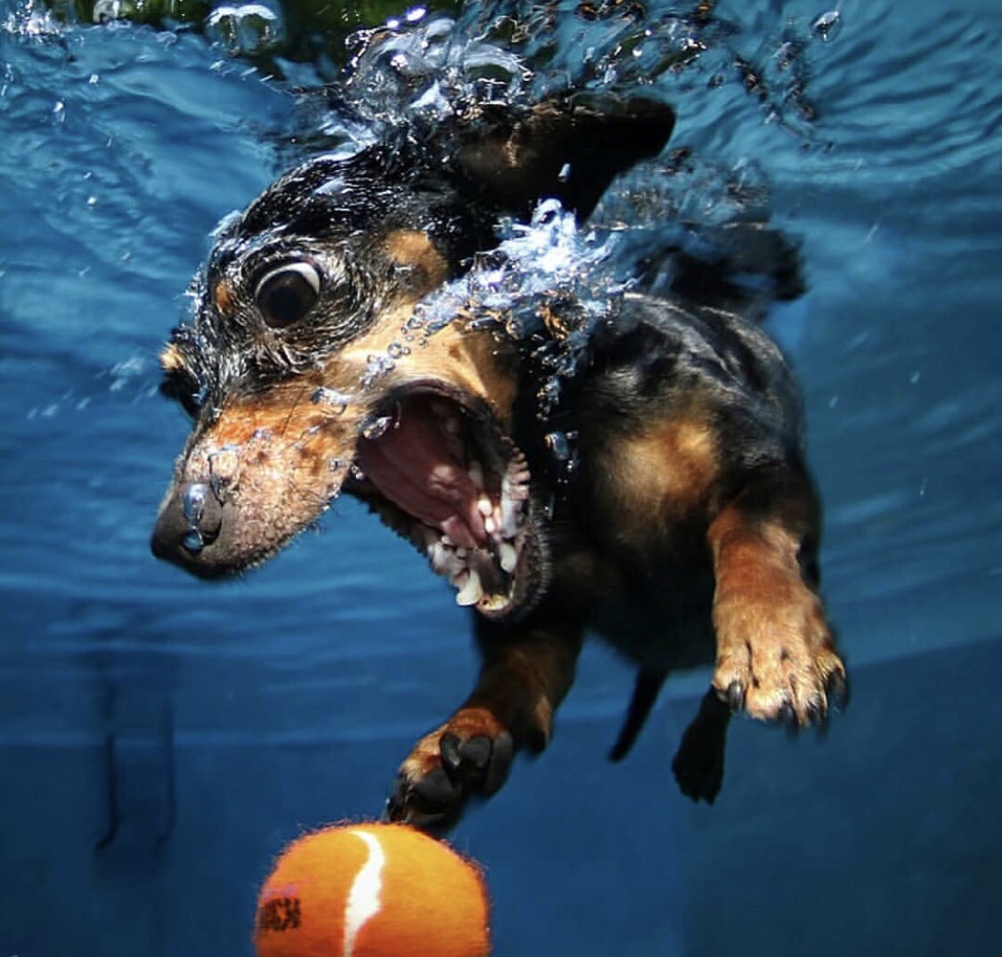 aesquinca's tweet photo. ¡Estemos de buenas todos! Y con estas imágenes de perros bajo el agua no queda de otra. ¡Son de lo mejor que he visto! 💦🐕
¡Coman muy rico! https://t.co/wuvgqip7O3