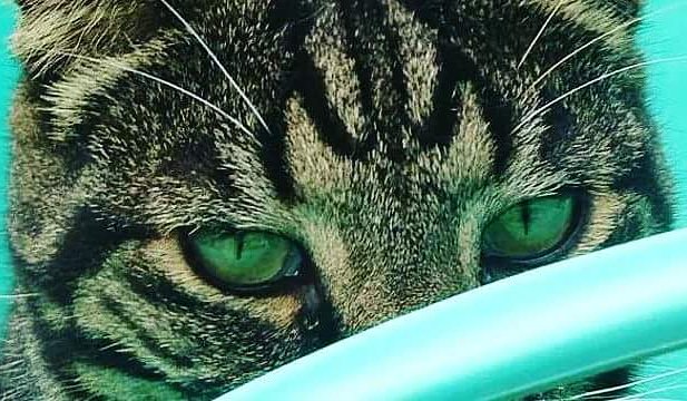 Kater_Olli's tweet photo. Goodnight everyone! https://t.co/cRr3kdqfeY