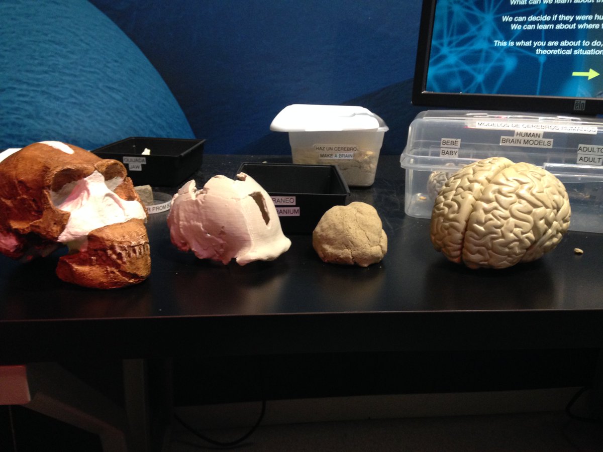 We're all about #brains this #FossilFriday <a href="/PerotMuseum/">Perot Museum</a>.  Has #Homonaledi ID'ed the mystery skull in the BioLab?  #3Dprinted cranium from @morphosource. (Endocast is in the #3Dprinter queue)
