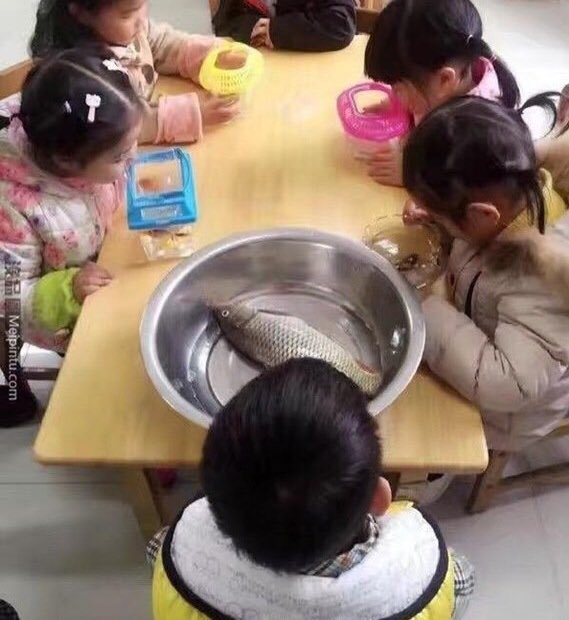 This school asked each child to bring a fish into school. I’m ded 🤣🤣🤣