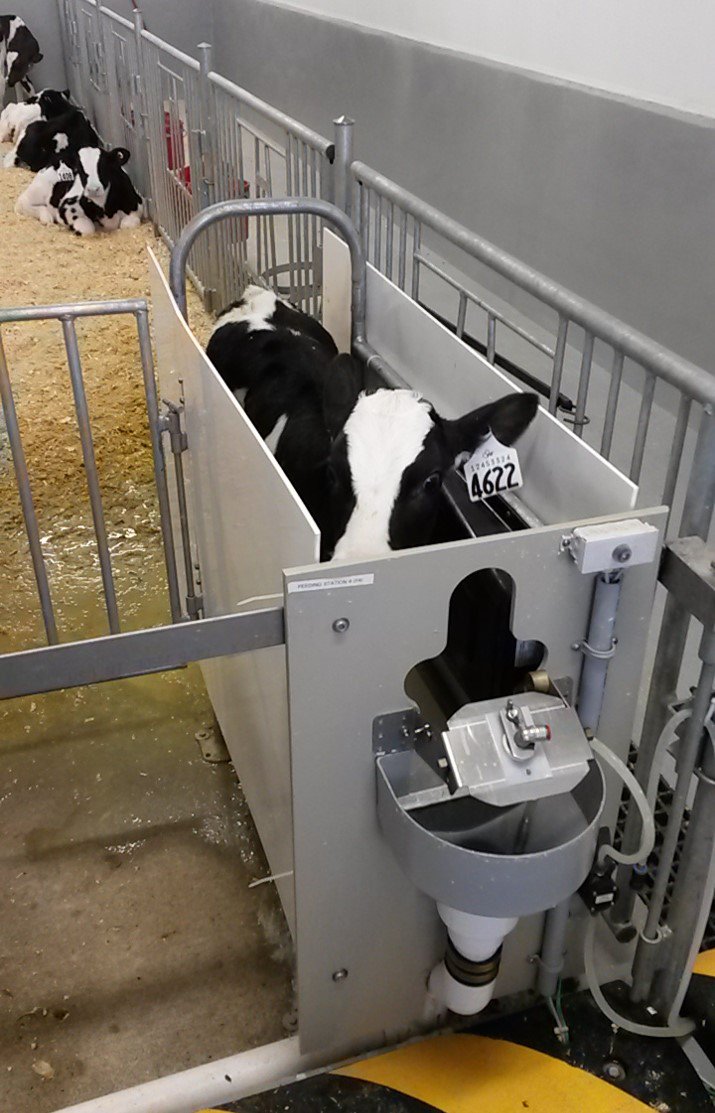 Dairyresearch On Twitter Design Of Calf Automated Feeder Stall