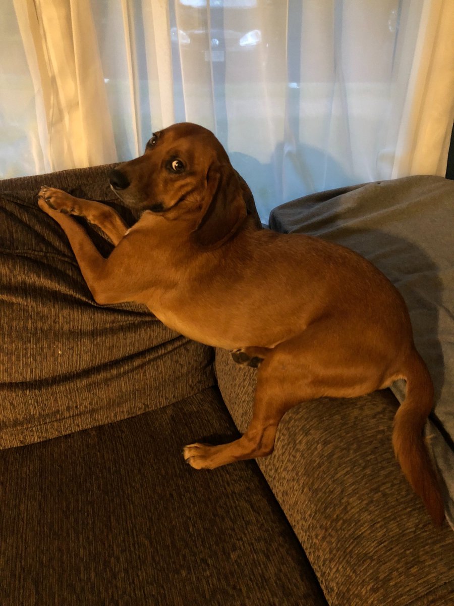 jjeffryes's tweet image. Obligatory #nationjs pet photo.