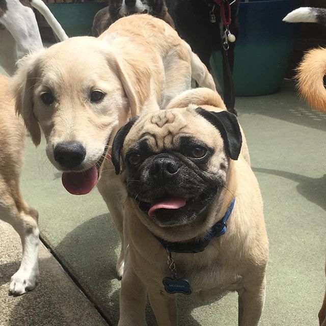 PetSitting2Dmax's tweet photo. Pug and a golden walk into a bar...
#pugs #goldenretrieverpuppy #pugsofinstagram #puppy #friendshipgoals #dogs #dogswhosmile #pugsoftheworld #doggiedaycamp #goldenretriever https://t.co/VSKysmhBUC https://t.co/BikSNWkvHQ