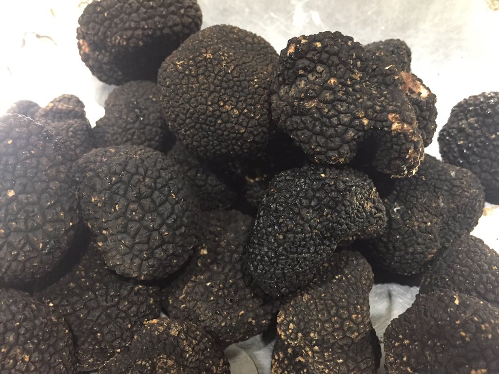 Stunning summer Truffles just arrived for you lucky Chefs in Cornwall and Devon
Only a couple KG left 
Dm me for a great price 

#fresh #summer #truffles