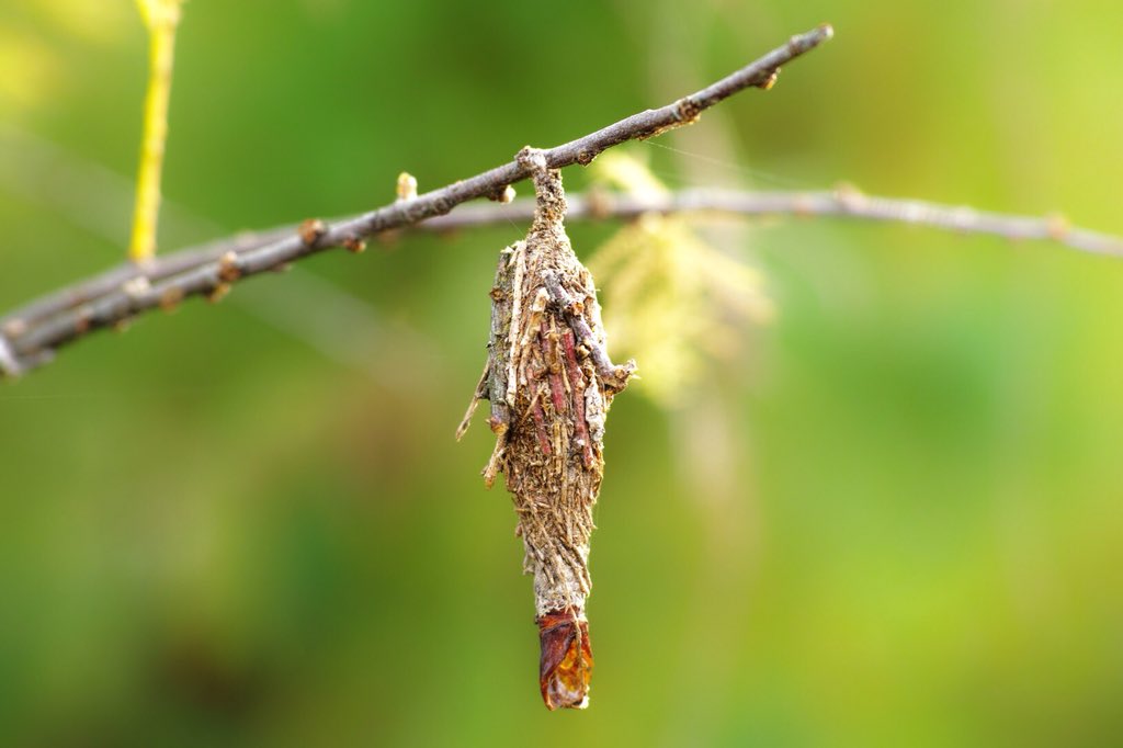 Bagworms are hatching now! Want more information? Check out our blog: ow.ly/KBbP30k4KQF