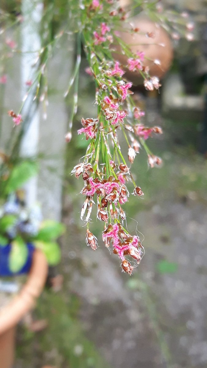 One of my #restios proving it is not a grass by producing these funky little pink flowers. Pretty cool hey! #southafricanplants