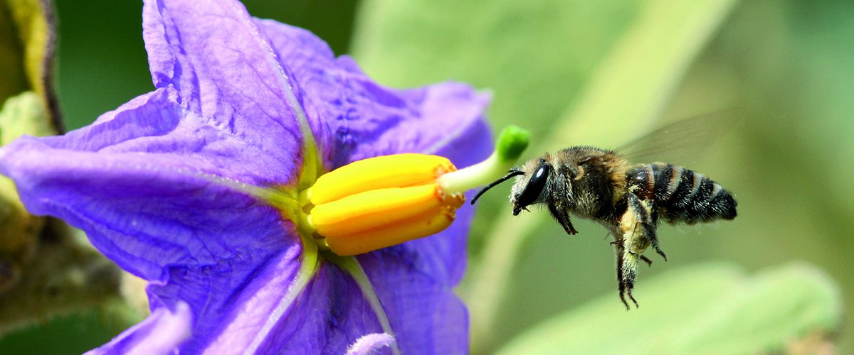 Sunday is the 1st-ever #WorldBeeDay! 🐝
A world without pollinators would be a world without food diversity. Key facts from <a href="/FAO/">Food and Agriculture Organization</a> here: bit.ly/2jQ3sgQ