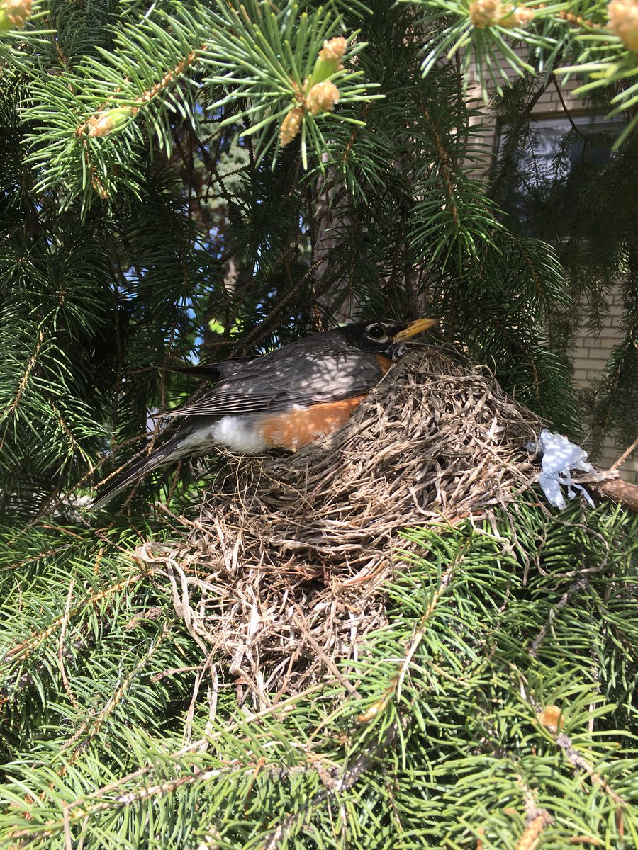 Jillsies's tweet photo. Spotted on the way home from school #nesting #protectivemama #babyrobins #FridayFeeIing https://t.co/sOHy7M0O1G