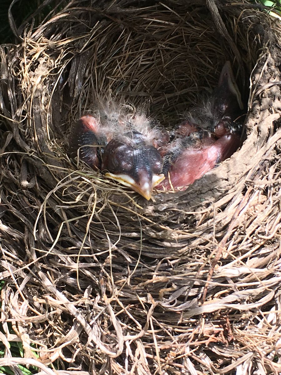 Jillsies's tweet photo. Spotted on the way home from school #nesting #protectivemama #babyrobins #FridayFeeIing https://t.co/sOHy7M0O1G