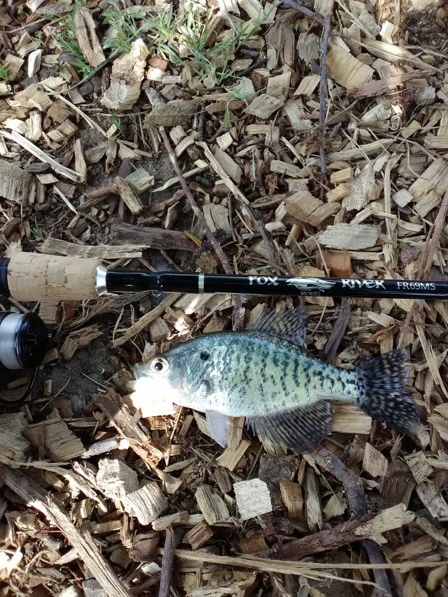 KneedeepTackle's tweet photo. #FF Our fishing friends then DM us for some of our #SnakeHeads! Multiple sizes &amp; pretty much any color you can think of!

2.5"/18ct &amp; 4.5"/12ct = $3.50+USPS

@MarTeaseLures @BassCamo @JacksLures @LeviathanTexas @dyehardt @Gwernerfishing @BamaOutdoors @TeamBailes7 @ChadChappell3 https://t.co/2FvupeflBk