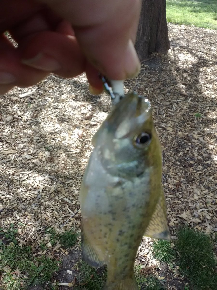 KneedeepTackle's tweet photo. #FF Our fishing friends then DM us for some of our #SnakeHeads! Multiple sizes &amp; pretty much any color you can think of!

2.5"/18ct &amp; 4.5"/12ct = $3.50+USPS

@MarTeaseLures @BassCamo @JacksLures @LeviathanTexas @dyehardt @Gwernerfishing @BamaOutdoors @TeamBailes7 @ChadChappell3 https://t.co/2FvupeflBk