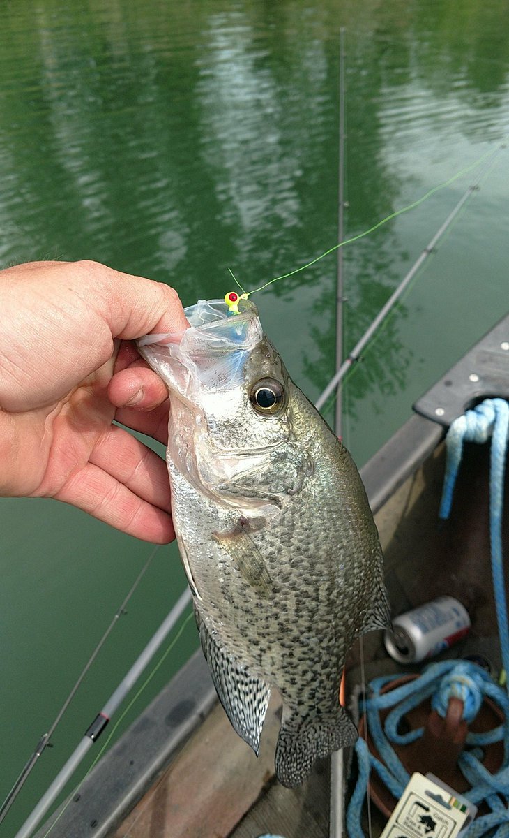 KneedeepTackle's tweet photo. #FF Our fishing friends then DM us for some of our #SnakeHeads! Multiple sizes &amp; pretty much any color you can think of!

2.5"/18ct &amp; 4.5"/12ct = $3.50+USPS

@MarTeaseLures @BassCamo @JacksLures @LeviathanTexas @dyehardt @Gwernerfishing @BamaOutdoors @TeamBailes7 @ChadChappell3 https://t.co/2FvupeflBk