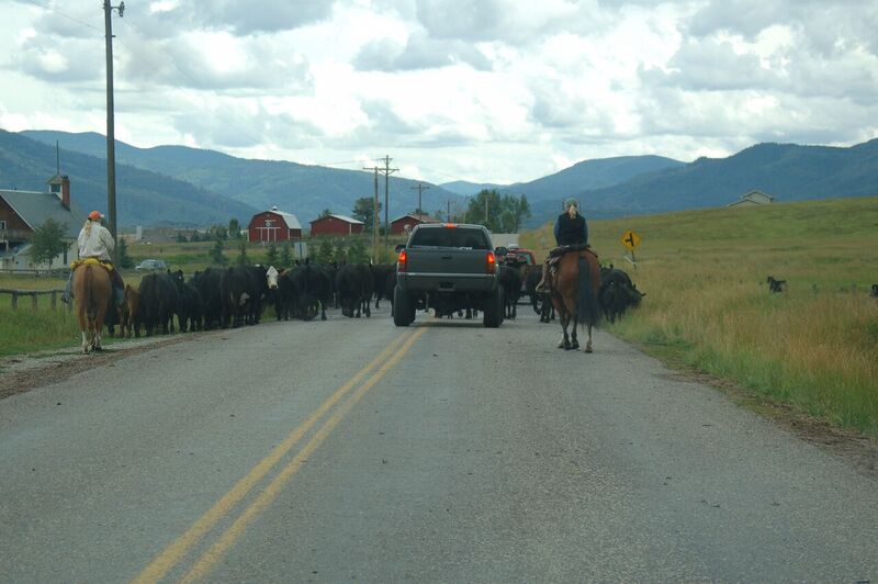 Steamboat Springs tweet media