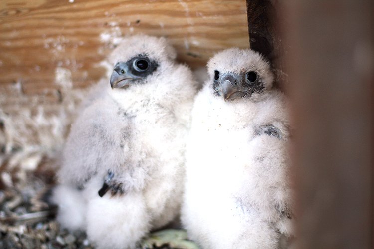Uc Berkeley On Twitter Baby Birds Alert Three Peregrine