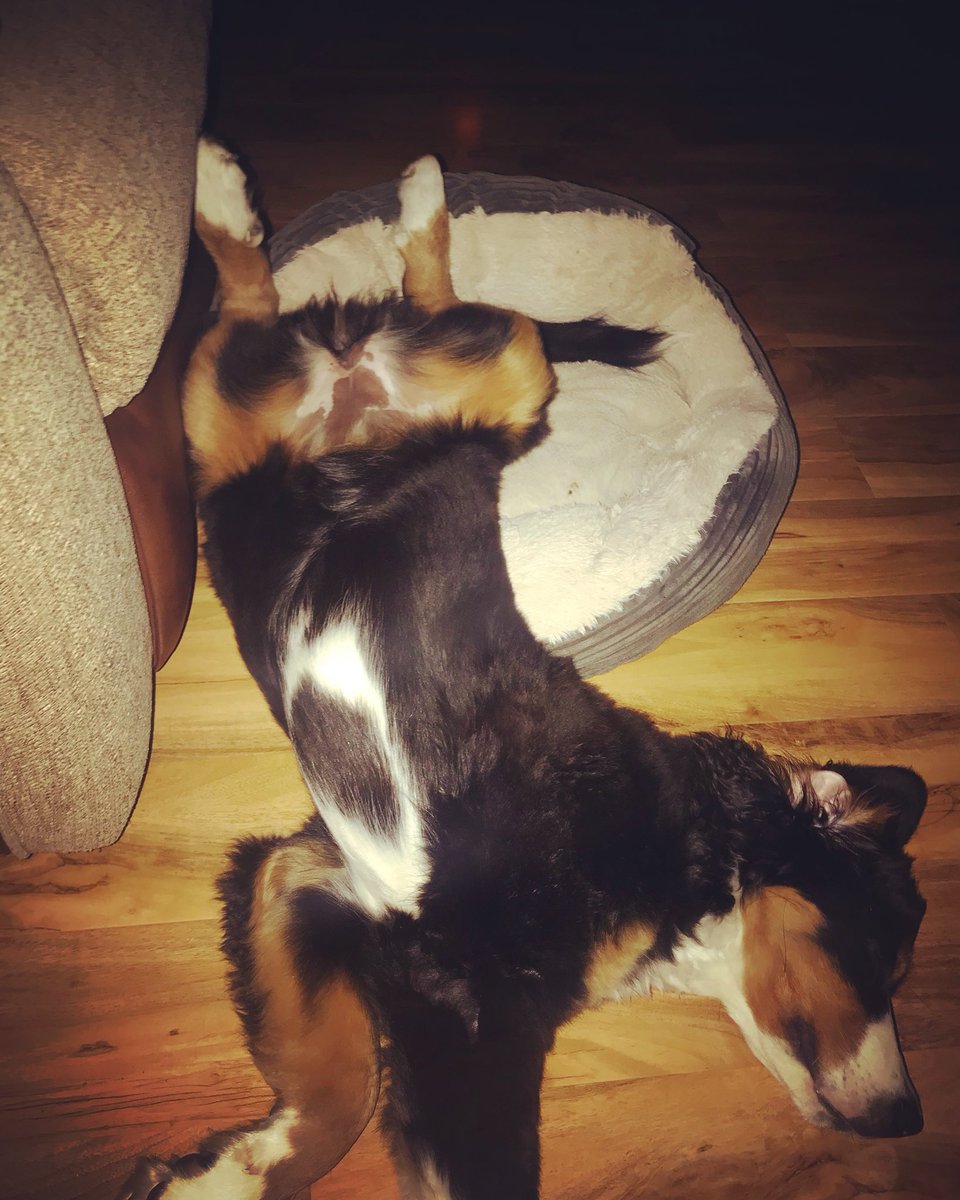 We’re gonna need a bigger bed #bmd #Bernesemountaindog #berneselove #bernesemountaindoglovers #saffytheswisskiss