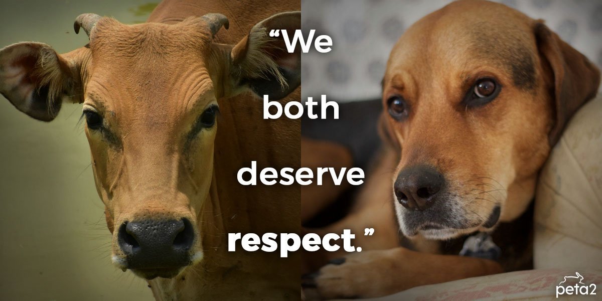 PETAShares's tweet photo. RT if you would never eat either of them 🐮🐶💖 https://t.co/d8l9ROBVJ7