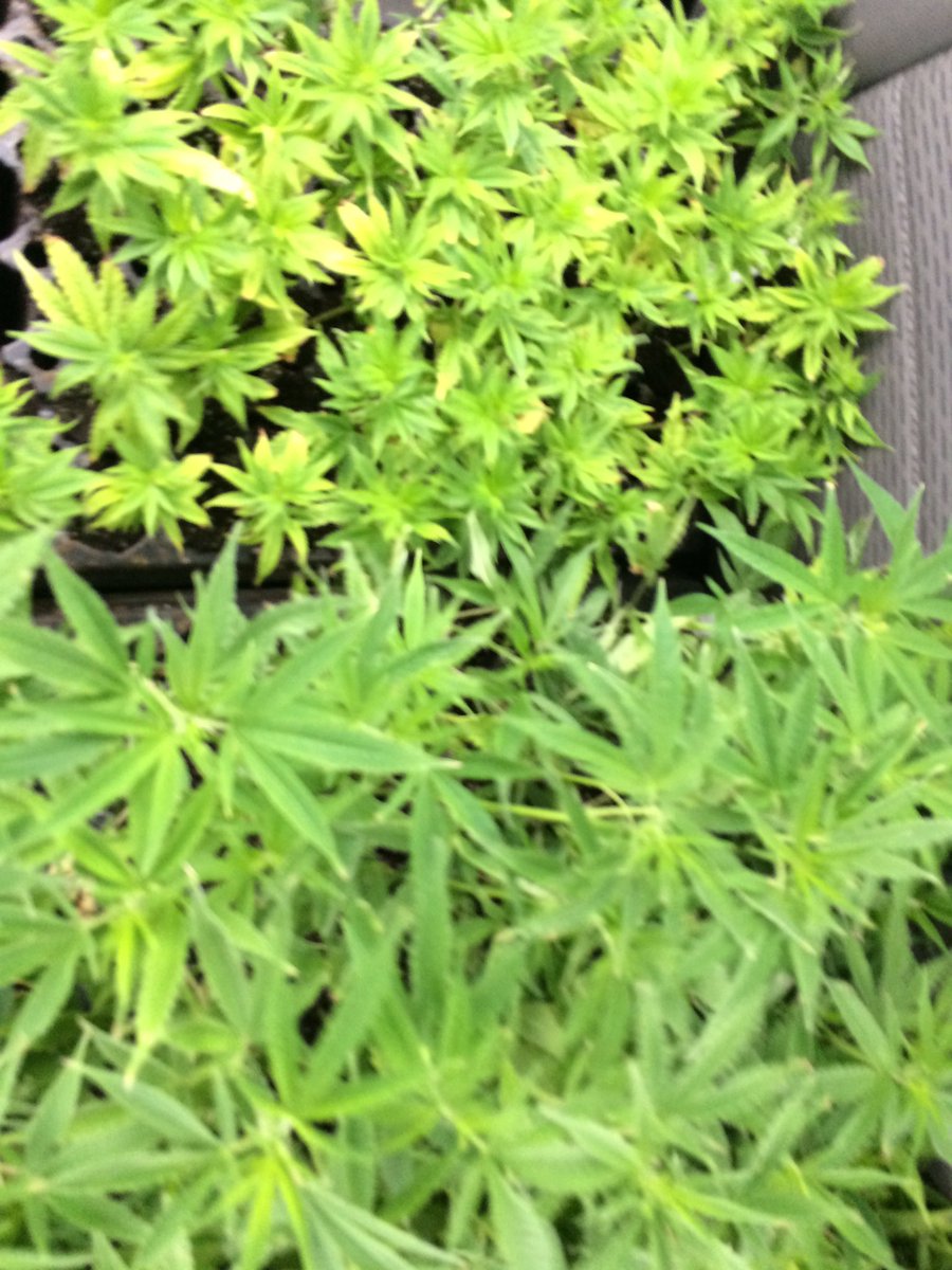 NCHempTalk tweet media