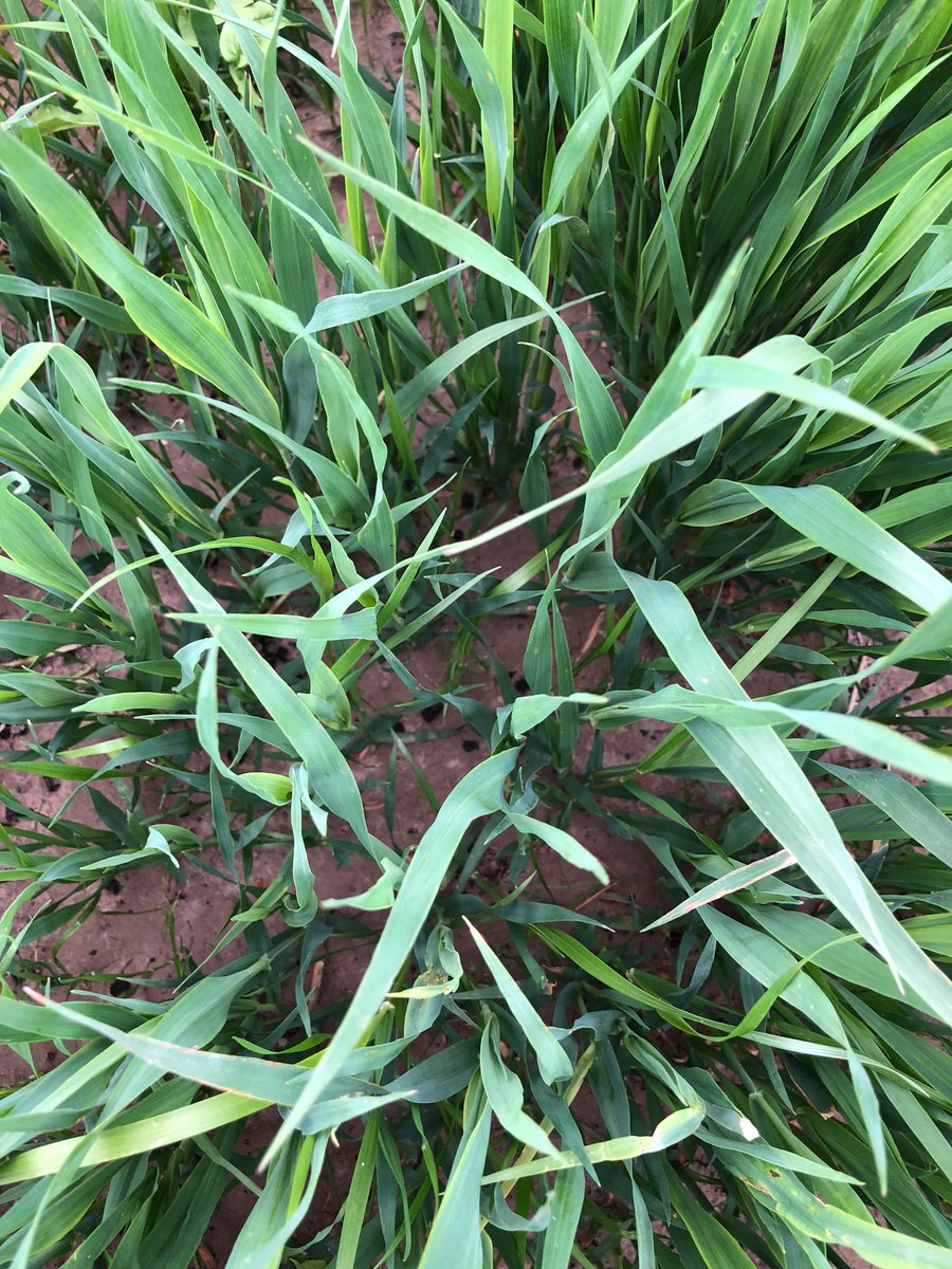 BenChopit's tweet photo. #beju #manure #pellets after a 1.5” rain. Fertility that stays in the field https://t.co/fp8xzUP5CK