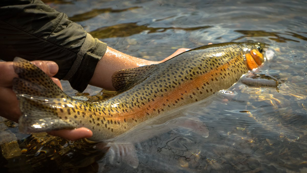 BRFlyFishing's tweet photo. Looking forward to this weekend!

#brff #blueridgeflyfishing #blueridgeflyshop #flyfishing #guidedfishing #flyfishingislife #fishinglife #outdoorsadventures https://t.co/65nMZEh4hQ