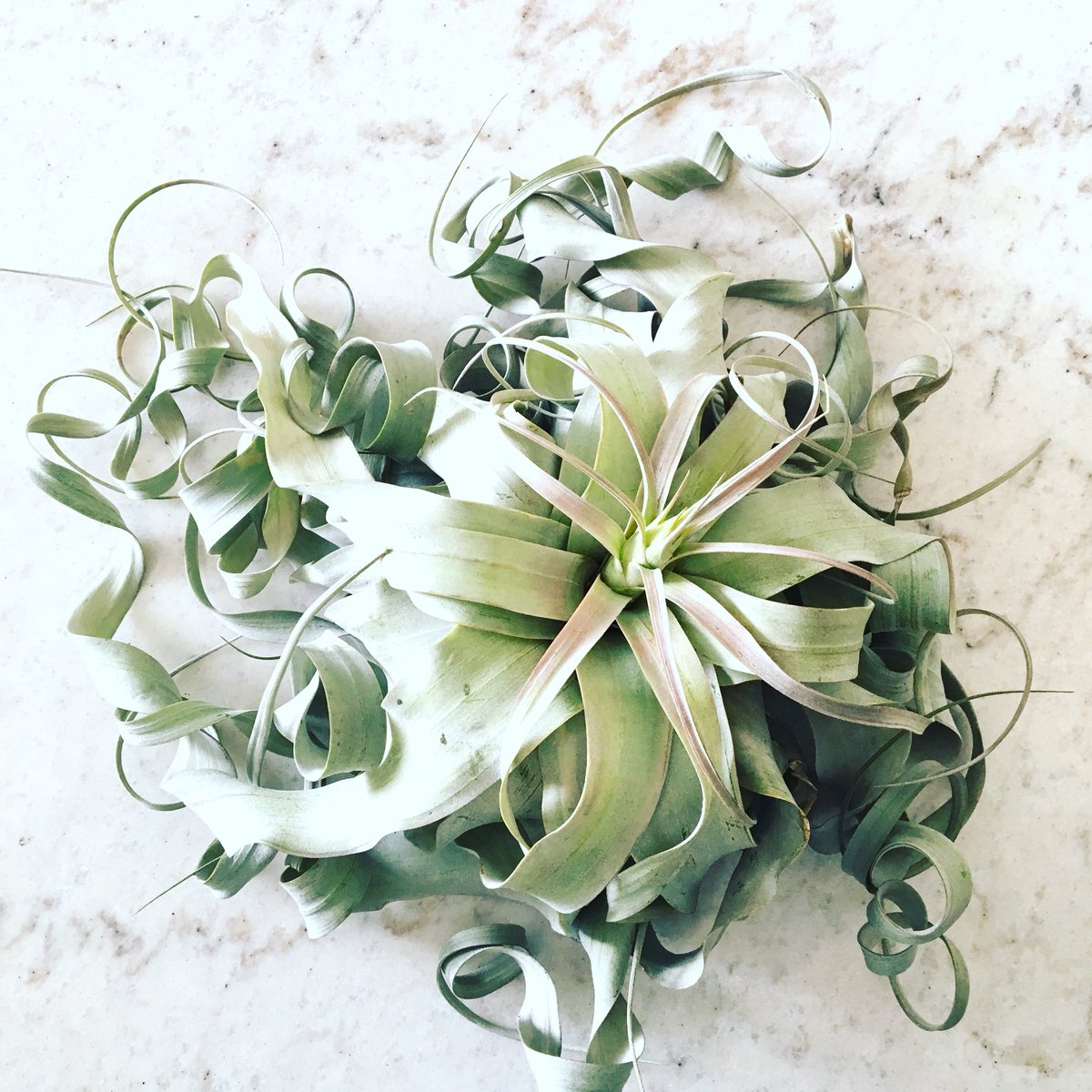 twig flowers tweet media