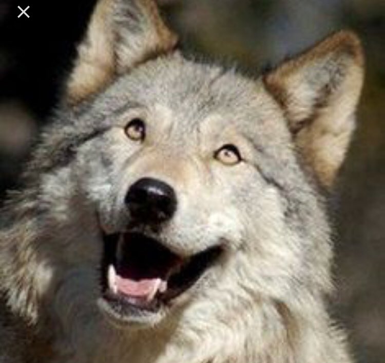 pburkevt's tweet photo. Fun fact. On this day one year ago the “SB New Mascot Selection Committee” announced the results of our student poll which (as we all know) recommended the Wolves as our new mascot. So yeah! Go Wolves! 

Real time reaction by a (happy) real wolf 👇👇 https://t.co/yBMjx759Eq