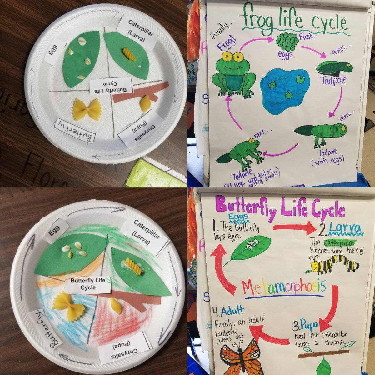picture Life Cycle Of A Frog Anchor Chart we had an absolute blast learning about
