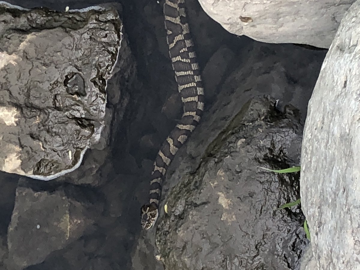 DGTLifeSkills's tweet photo. Thank you @DGDistrict58 O’Neill 7th Grade Science Faculty @sarahpinkus &amp; @MrsfagerDG for an amazing eco challenge day! #teamtownship #lifeskillscrew 🕸🐍🐛 https://t.co/r9MvYVDHkj