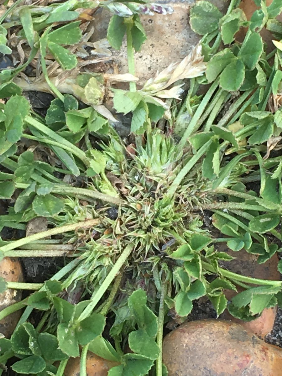 Danny Chesterman tweet media